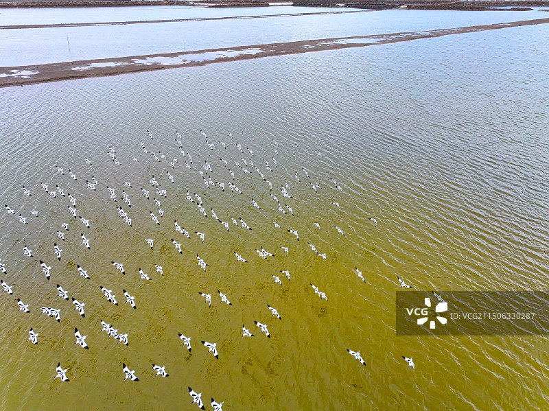 青岛胶州湾飞鸟图片素材