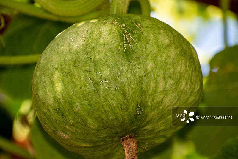 南瓜，南瓜尖，蔬菜，生长图片素材