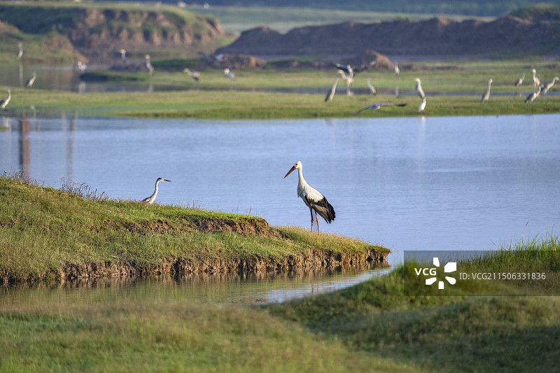 江苏盐城沿海湿地鸟类图片素材
