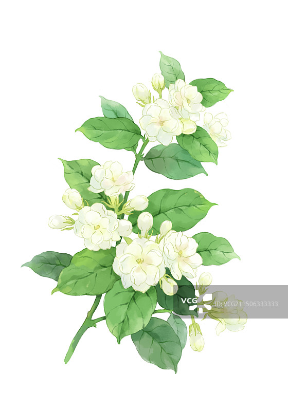 绘画插图茉莉花图片素材