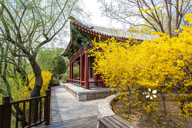 北京中国园林博物馆春天连翘花盛开图片素材