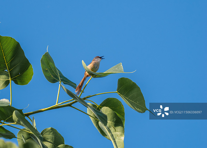 黄腹鹪莺鸟栖息在树枝上的低角度视图图片素材