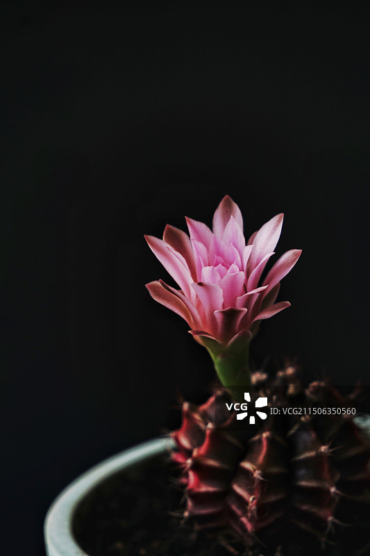 仙人球花图片素材