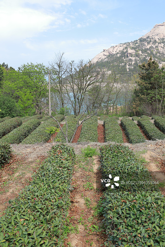 茶园种植宣传，绿茶茶叶天然种植环境图片素材