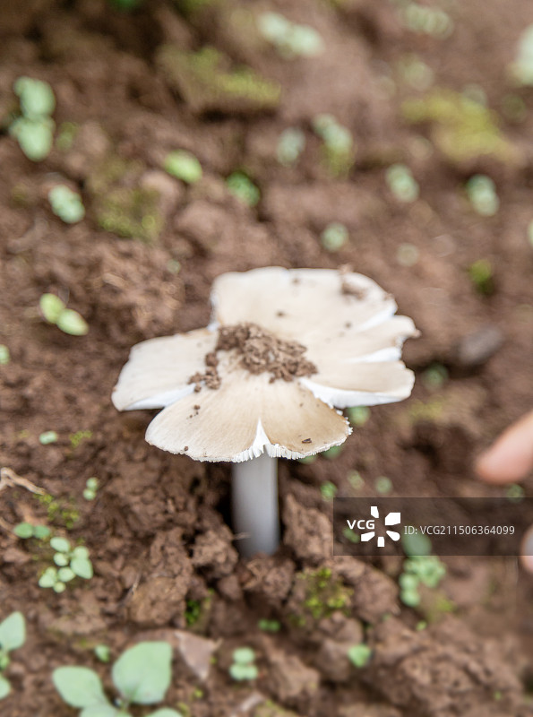 云南鸡枞菌图片素材