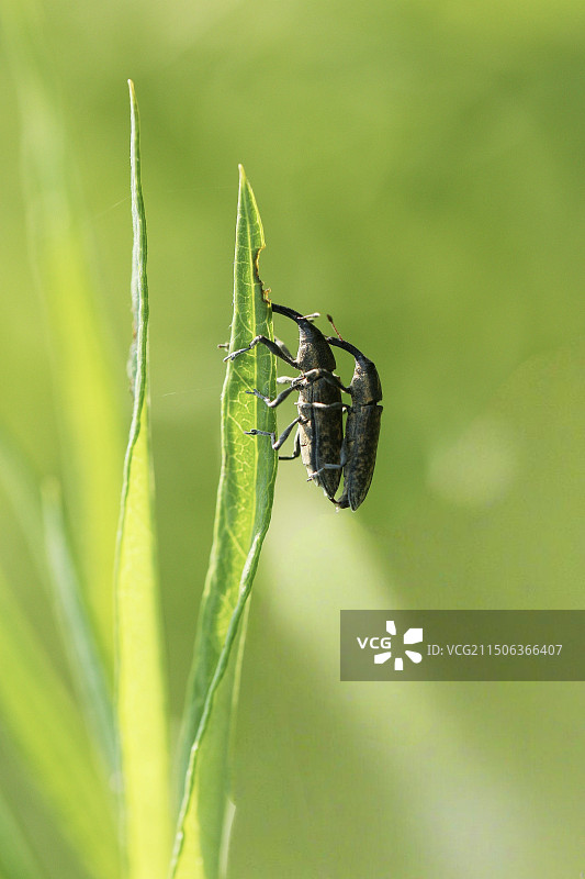 象鼻虫图片素材