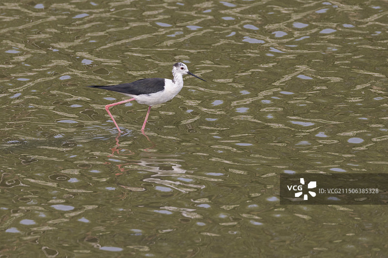 黑翅长角鹬图片素材