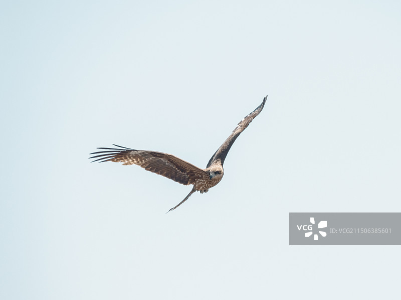 飞行的海鸟图片素材