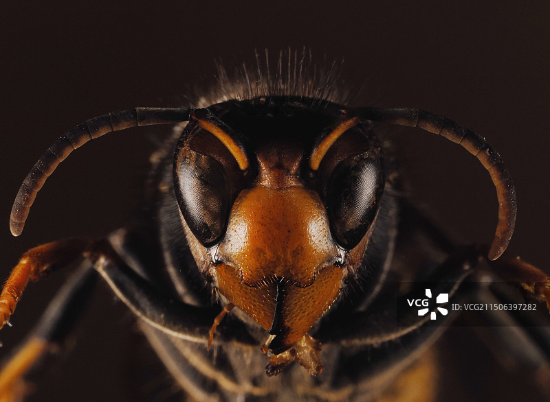 胡蜂的嘴脸图片素材