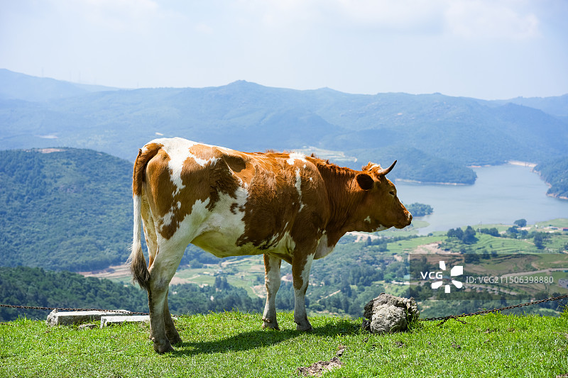 福清市大姆山上牛图片素材