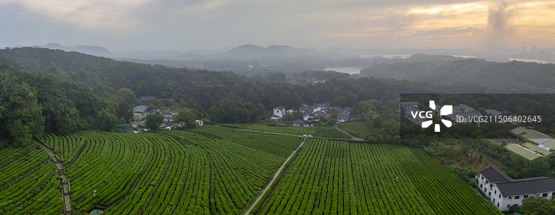 杭州西湖茅家埠龙井茶园图片素材