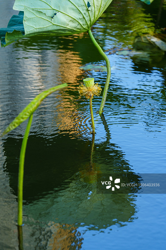 亭亭玉立：池塘中挺立的莲蓬和倒影图片素材