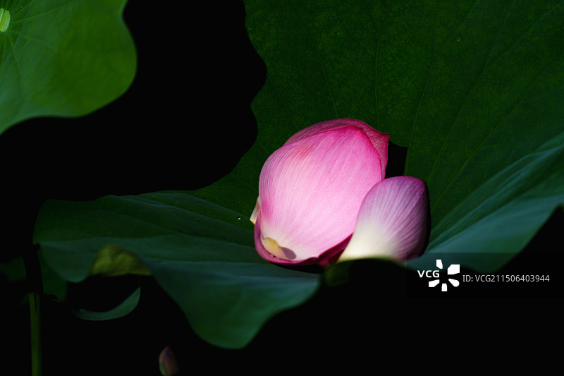 芙蓉落花别样情：凋落的荷花花瓣特写图片素材