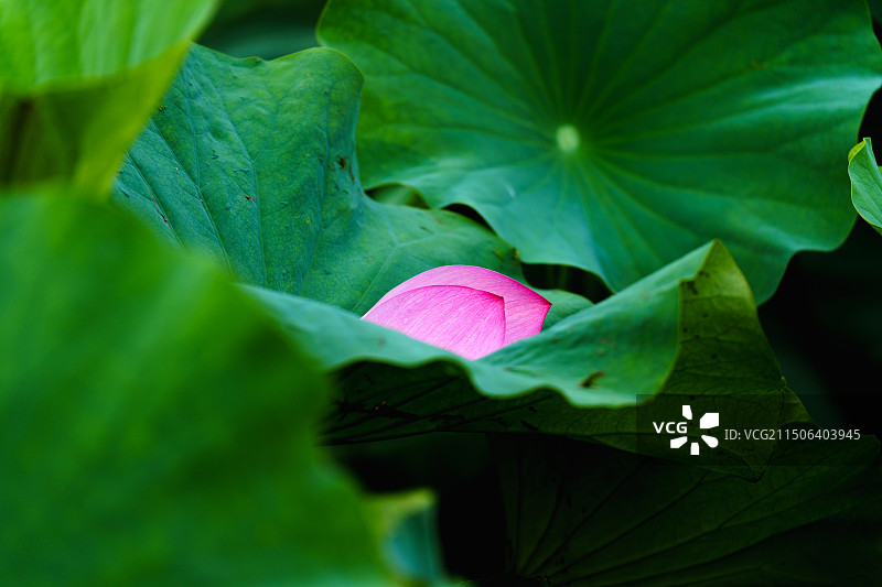 芙蓉落花别样情：凋落的荷花花瓣特写图片素材