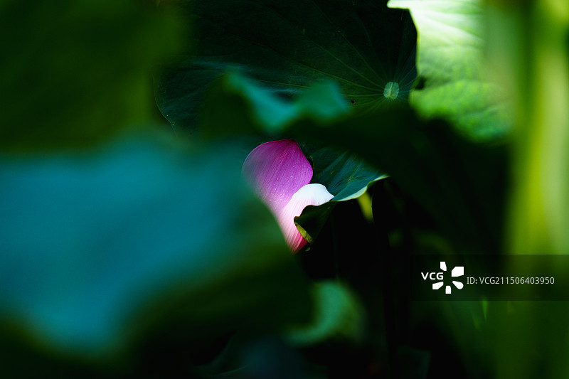 芙蓉落花别样情：凋落的荷花花瓣特写图片素材