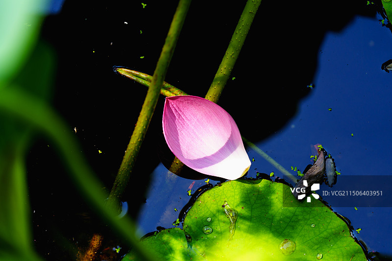 芙蓉落花别样情：凋落的荷花花瓣特写图片素材