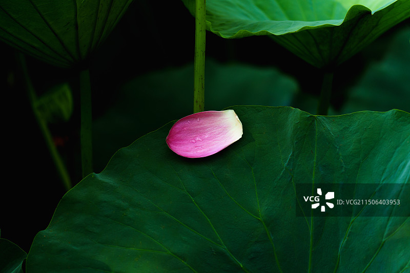 芙蓉落花别样情：凋落的荷花花瓣特写图片素材