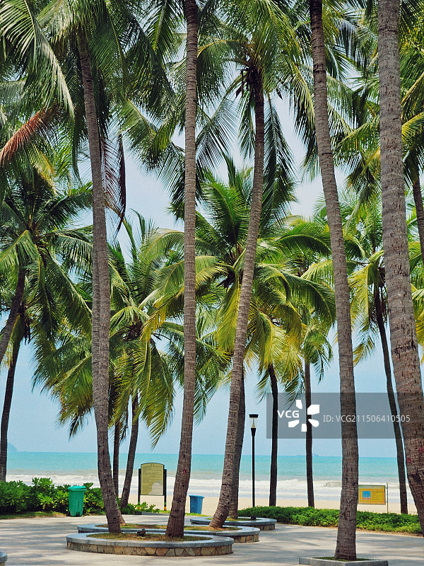 三亚湾椰梦长廊图片素材