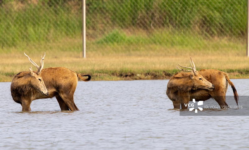 看齐的麋鹿图片素材