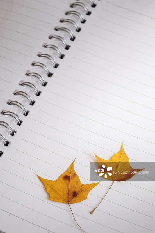 笔记本上的两片秋叶图片素材