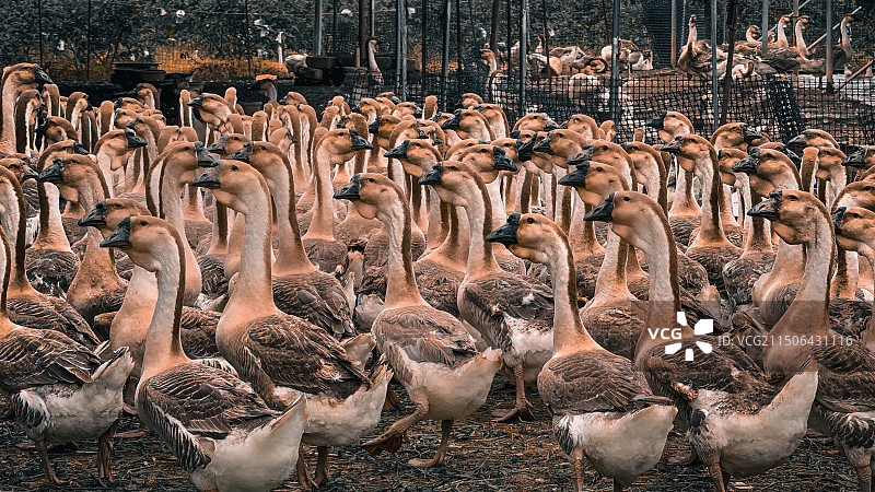 一群鹅图片素材