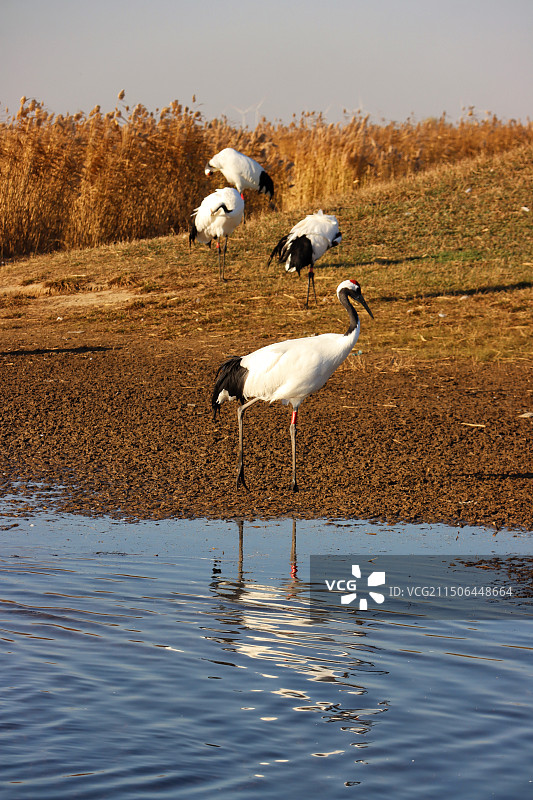 丹顶鹤 许是天上仙鹤图片素材