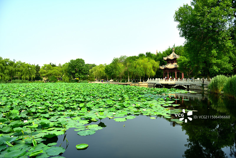 半池荷花半池柳。图片素材