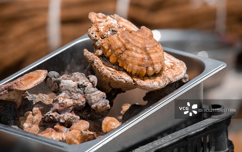 市场上售卖的灵芝图片素材