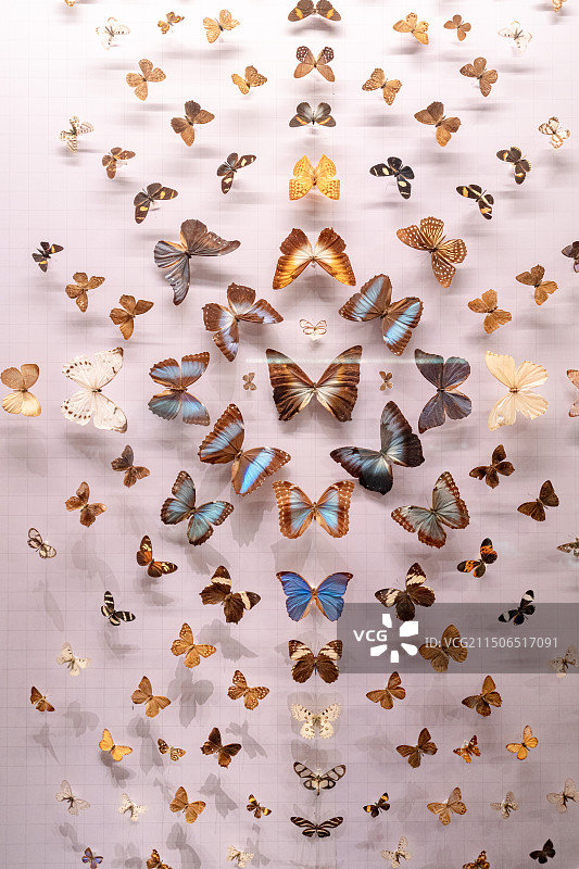 江西省博物馆藏品各种彩色蝴蝶标本图片素材