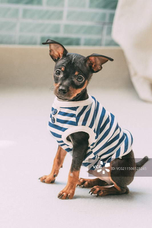 小鹿犬图片素材