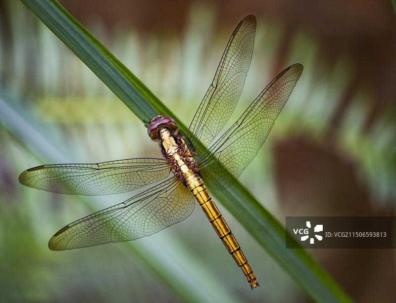 植物上蜻蜓特写镜头图片素材