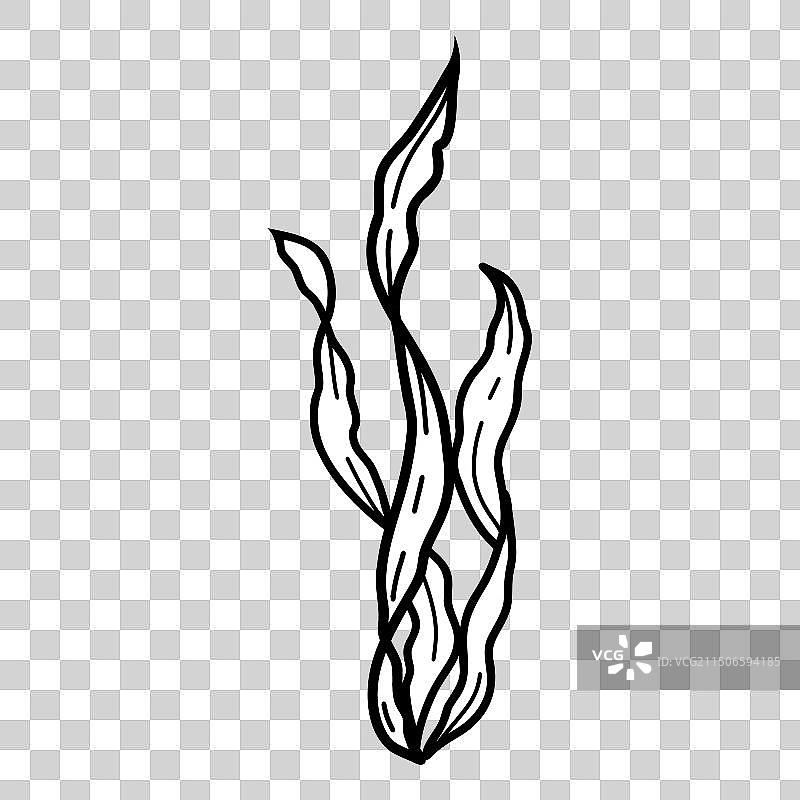 海藻昆布藻水下海洋植物图片素材