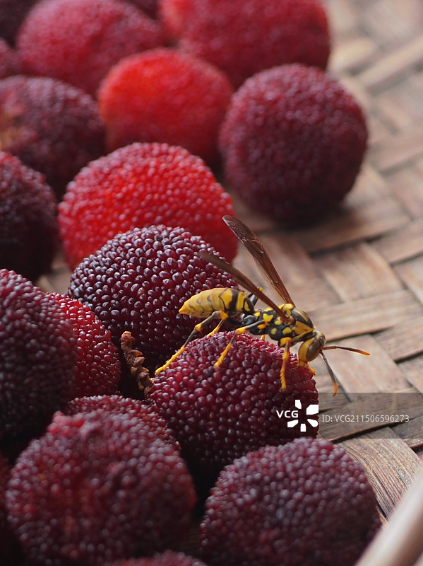 杨梅与蜜蜂图片素材