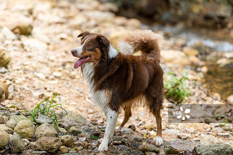 狗狗们的山间聚会图片素材