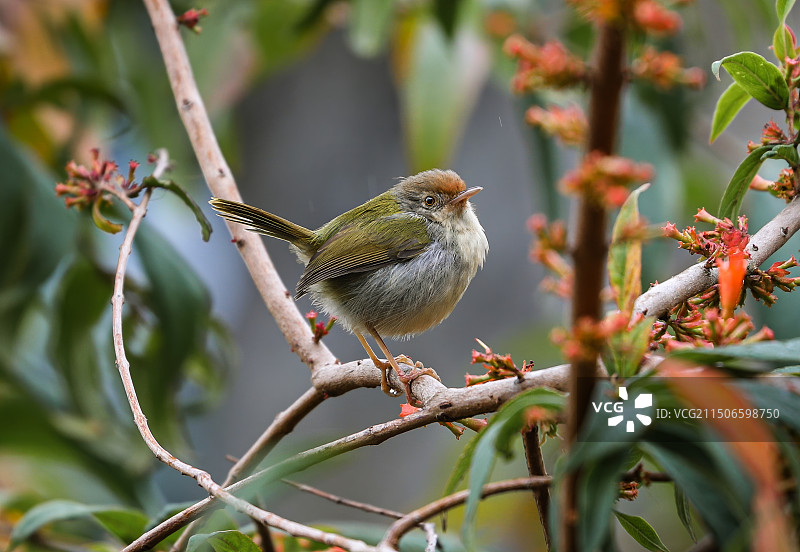 长尾缝叶莺 (3)-top-2图片素材