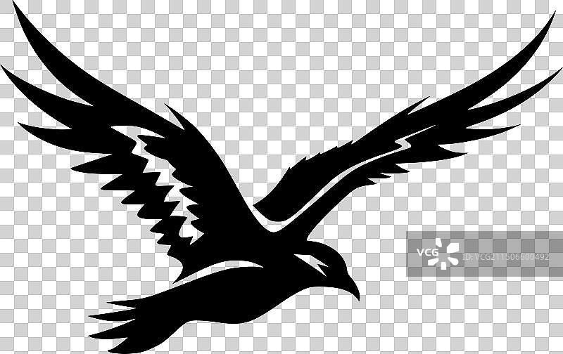 黑白海燕图片素材