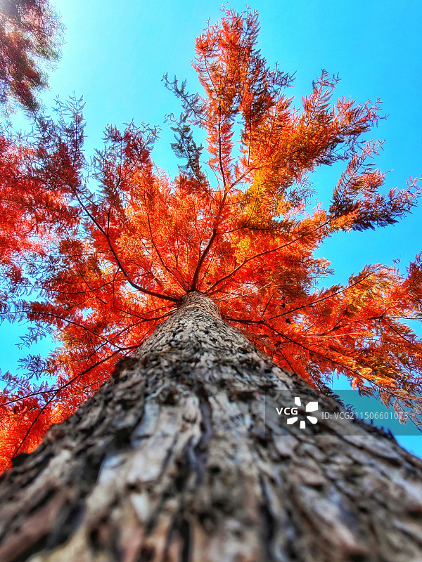 昆明甸尾村红水杉图片素材