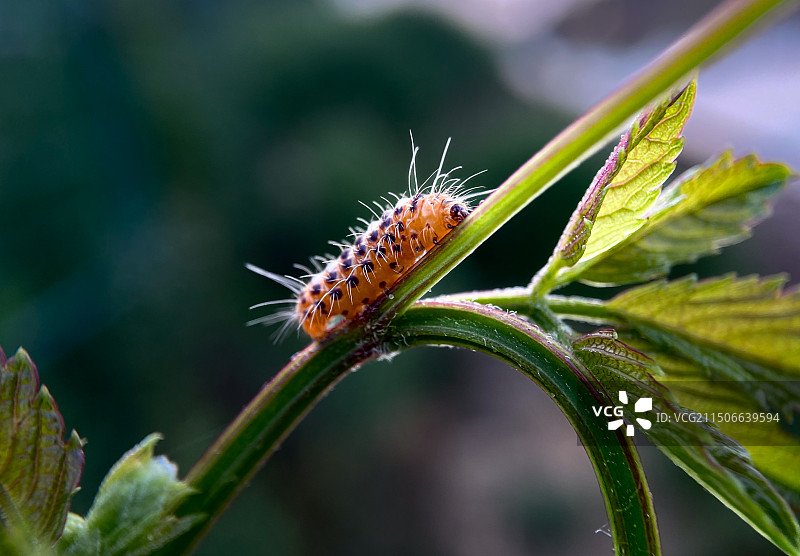 毛虫（Lepidoptera）是鳞翅目昆虫（蝶、蛾）的幼虫。图片素材