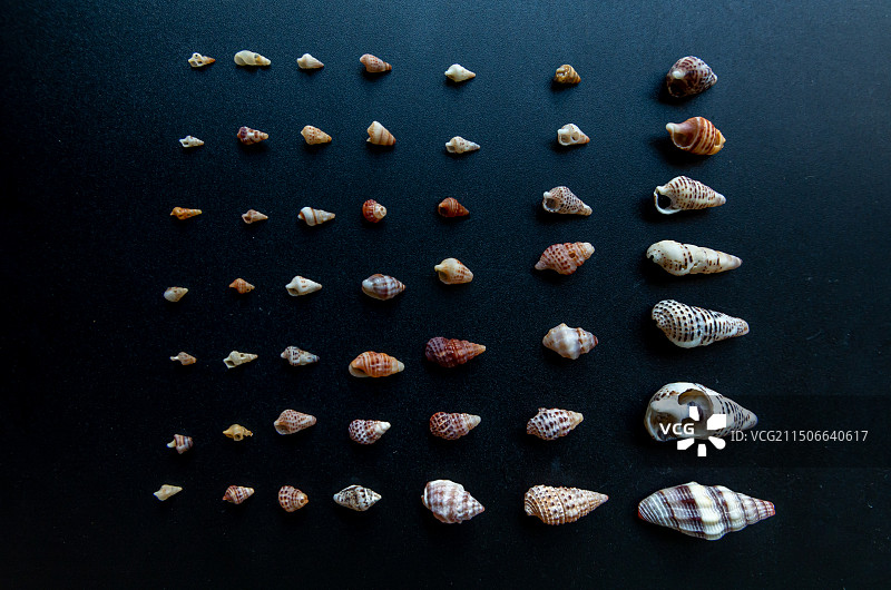 海里贝壳，螺壳图图片素材