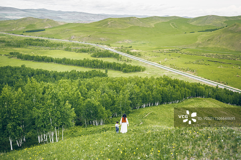 内蒙古呼伦贝尔额尔古纳的白桦林景区图片素材