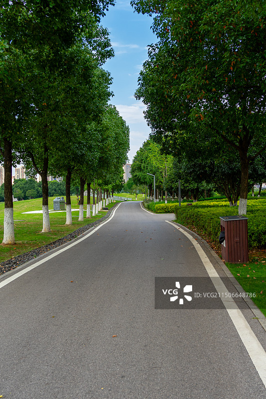 蓝天下的公园林荫道图片素材