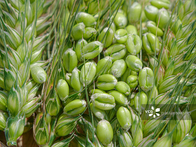 麦穗 麦粒 麦芒图片素材