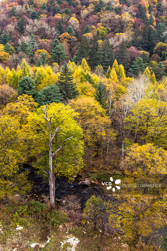 长白山景区秋天五彩的森林秋色图片素材