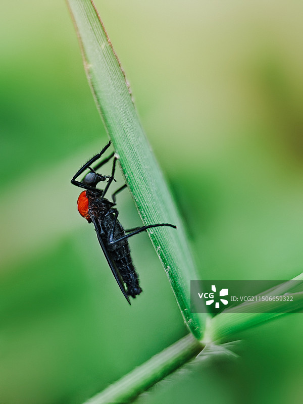 植物上昆虫特写镜头图片素材