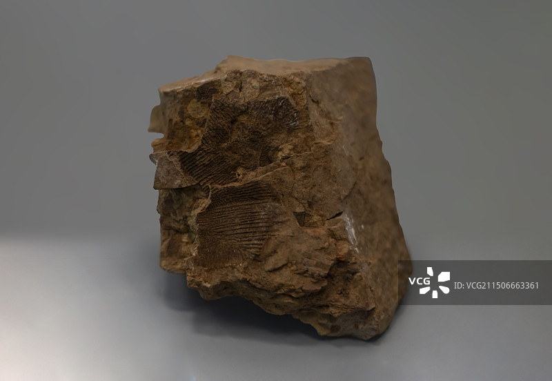 阱鳞鱼 年代：显生宙 采集地：云南省武定县 云南省博物馆图片素材