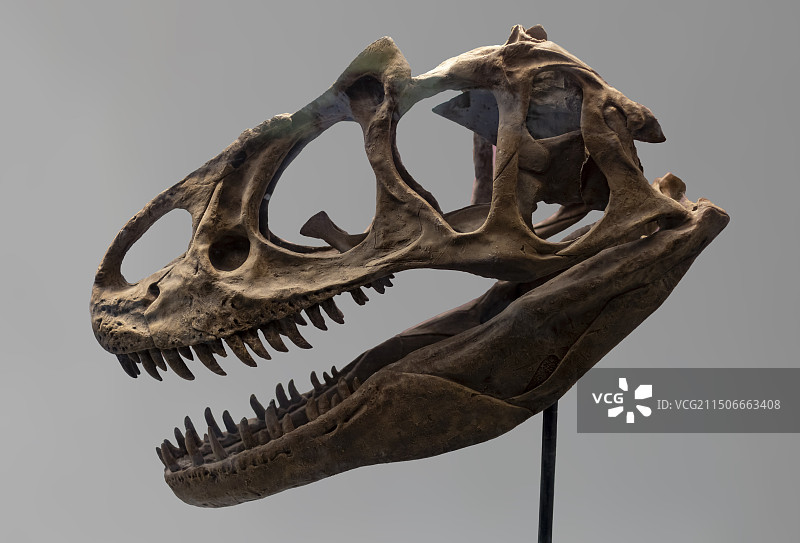 霸王龙头骨 中生代侏罗纪 地点：北美 云南省博物馆图片素材
