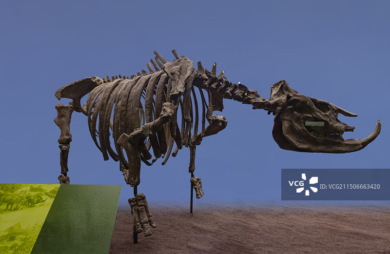 剑齿虎 云南省博物馆图片素材