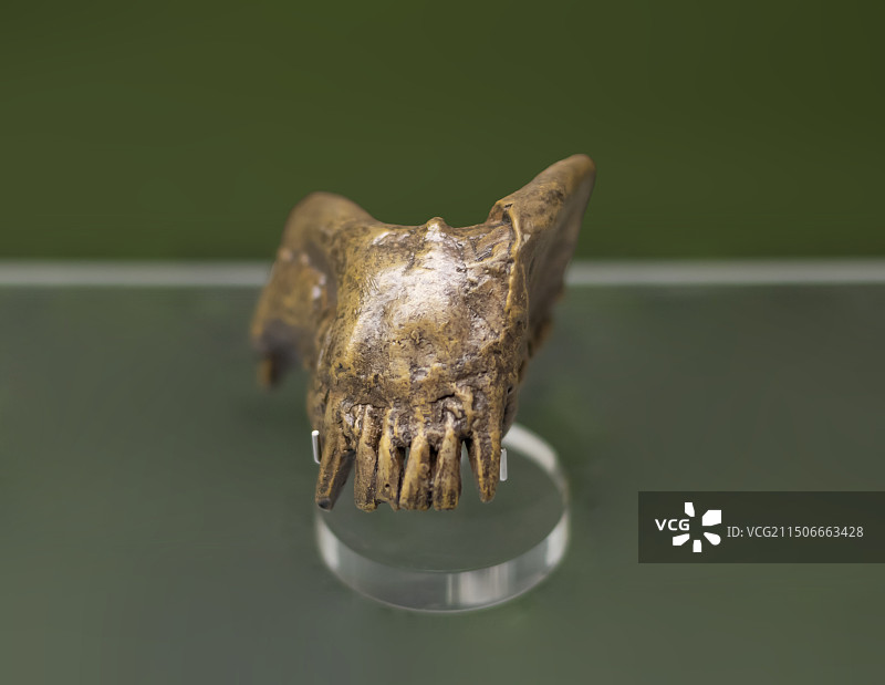 禄丰禄丰古猿 年代：新近纪 采集地云南省禄丰县 （化65）云南省博物馆图片素材