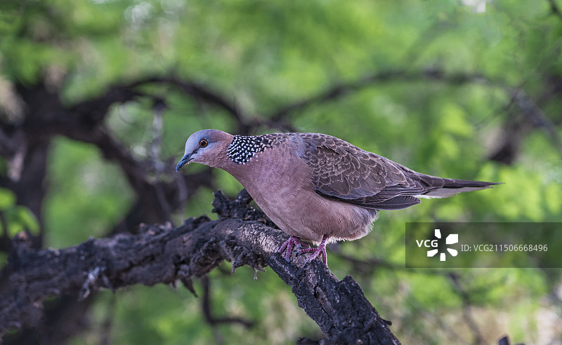 站在树枝的斑鸠图片素材