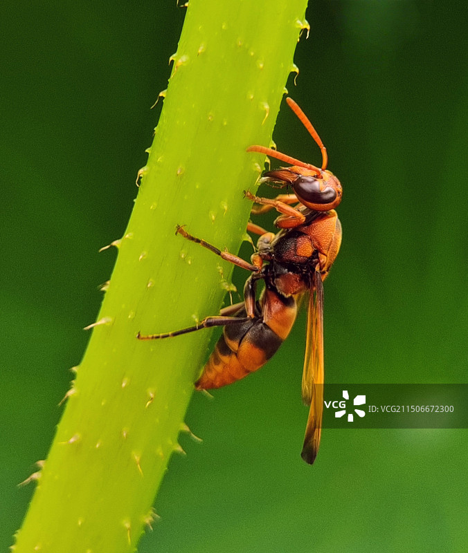 黄蜂掘食图片素材